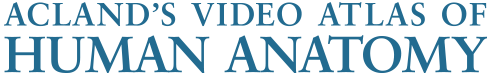 Aclands-logo